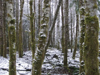 Snowy forest